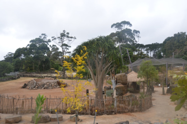 Pridelands style zoo enclosure with natural wooden barriers, rocks and exotic foliage